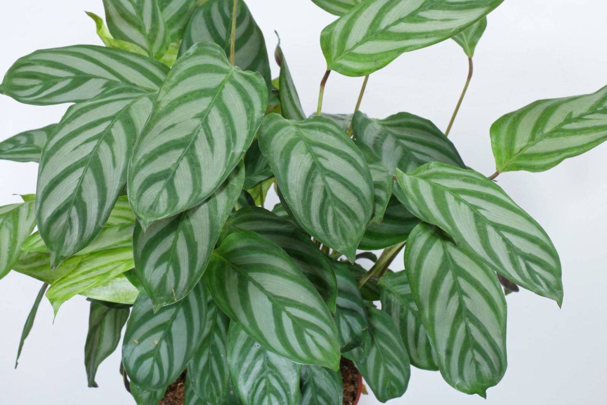 Хоста Патриот /Hosta Patriot