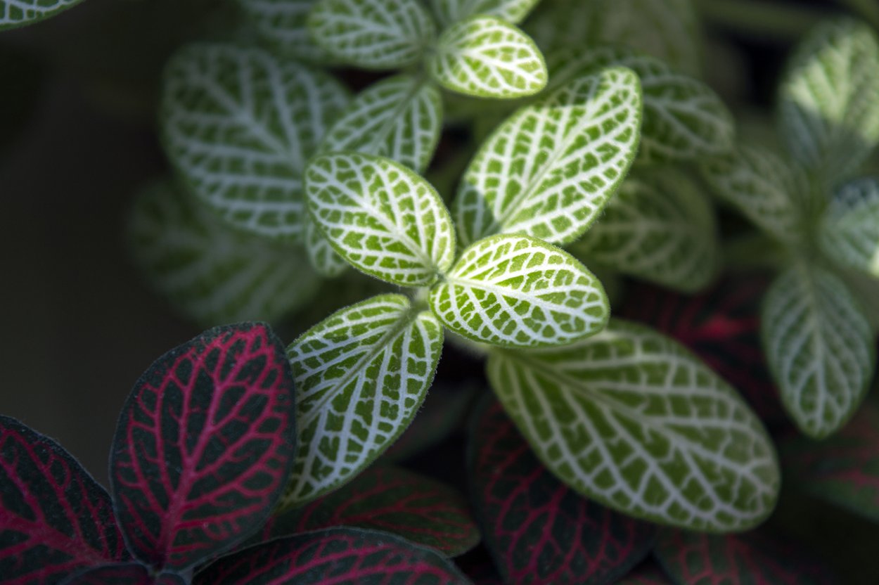 Acanthaceae fittonia