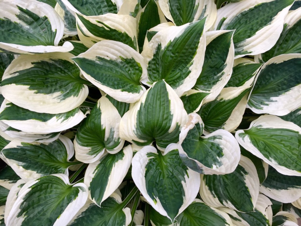 Аглаонема переменчивая