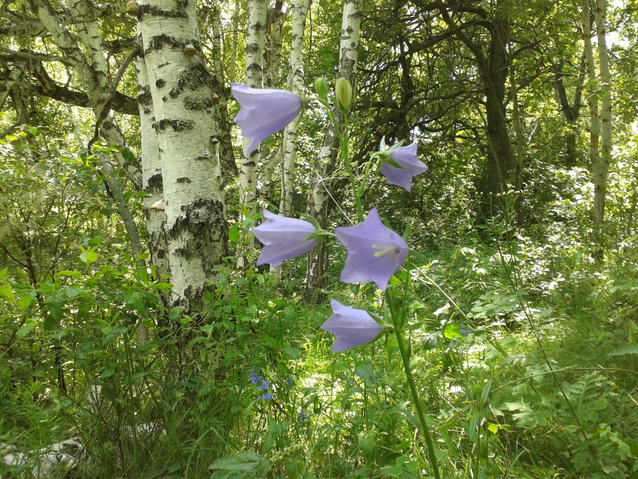 Лесные колокольчики Сибири