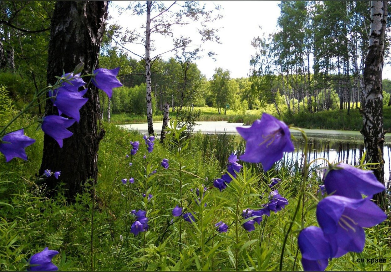 Колокольчик в природе