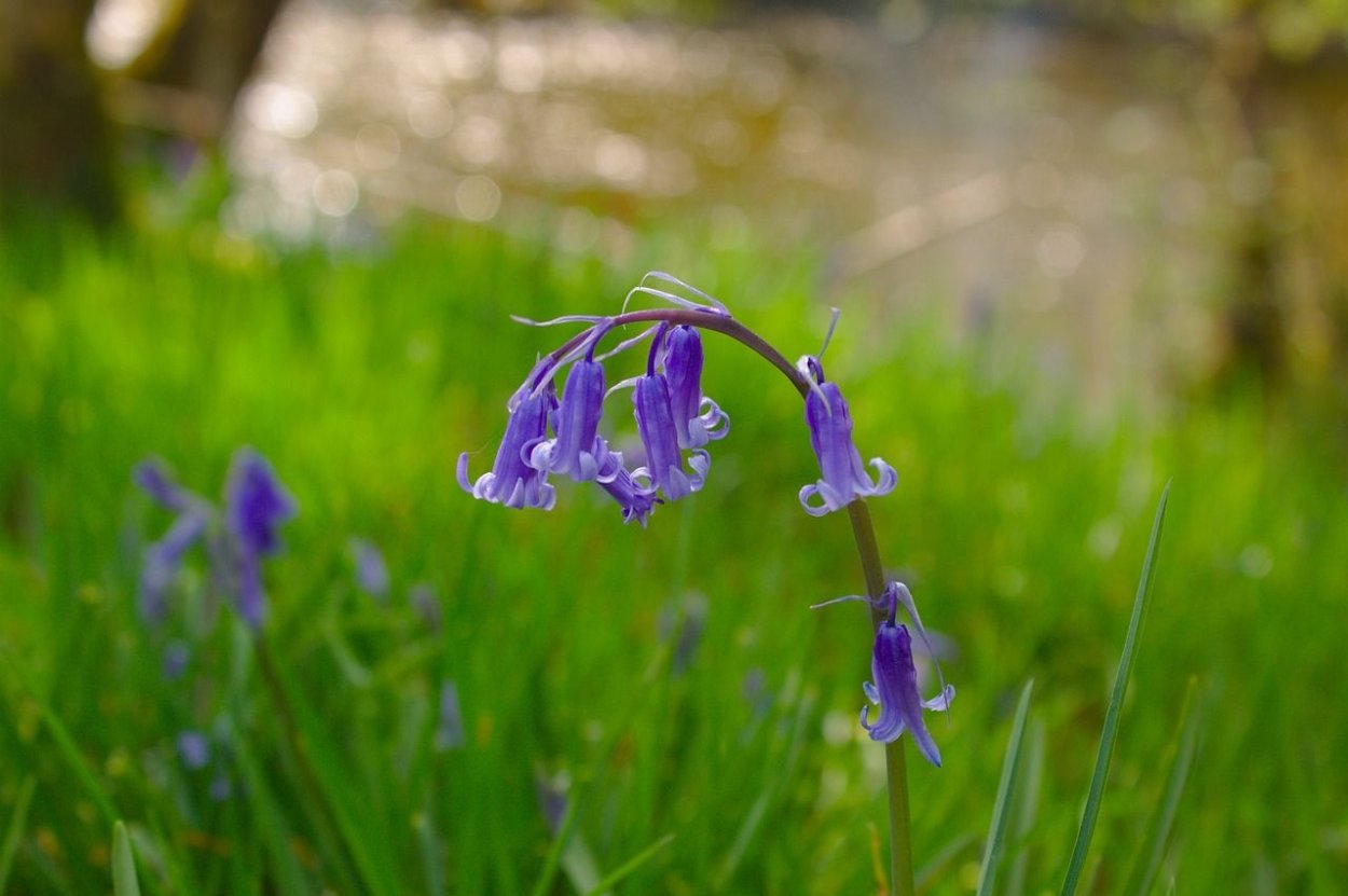 Колокольчик голубой травы