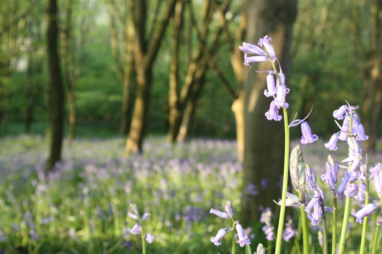 Лесной желтый цветок колокольчиком