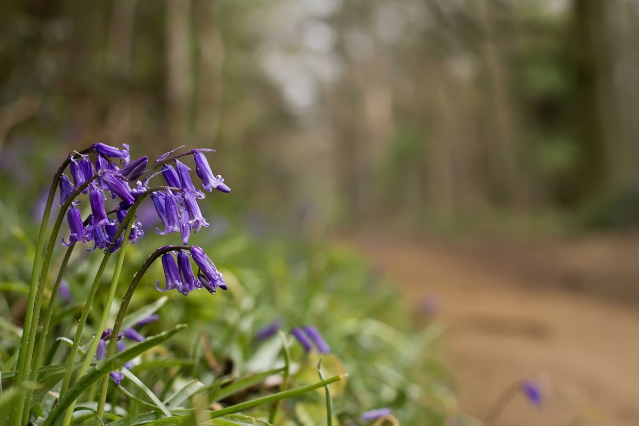 Цветы колокольчики в лесу