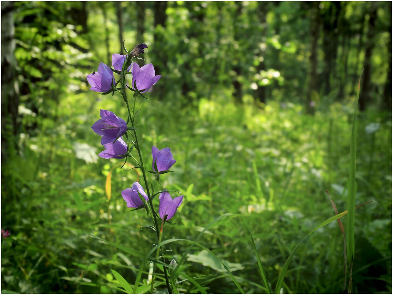 Кампанула Лесная