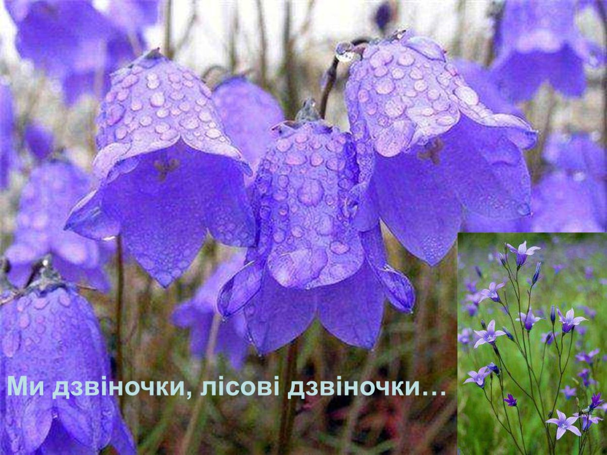 Красивые колокольчики