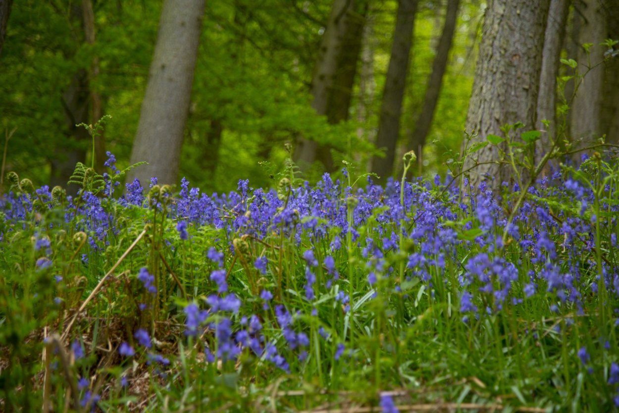 Синенькие цветочки в лесу