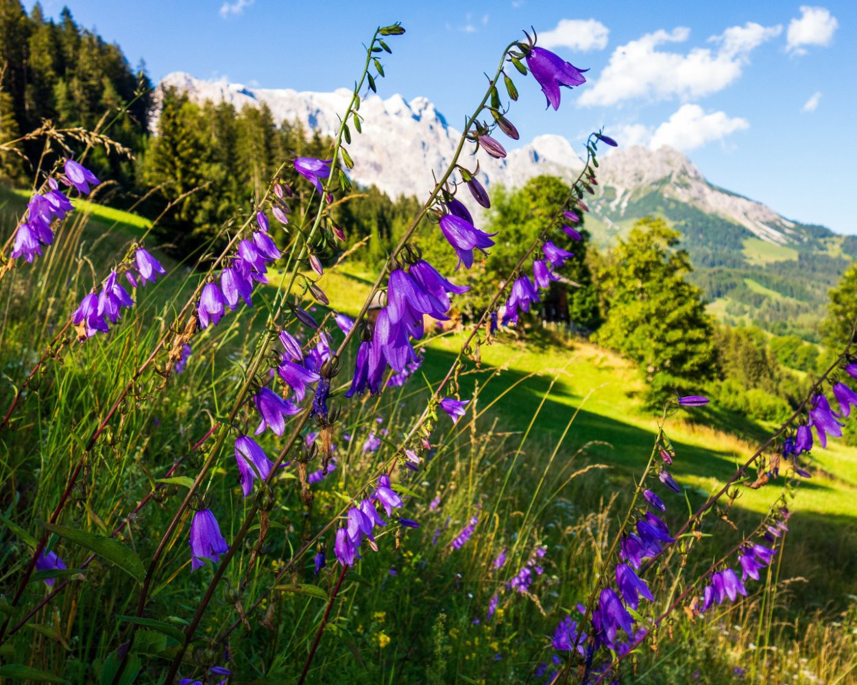 Колокольчик Лесной