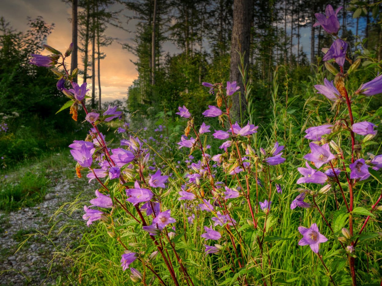 Синие цветы в лесу
