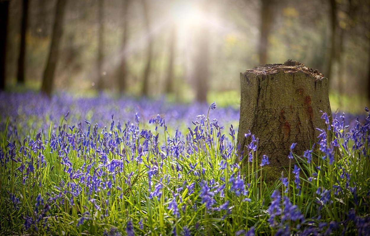 Поляна колокольчиков в лесу
