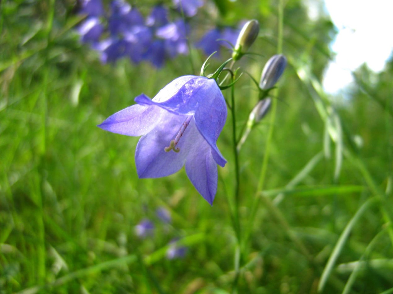 Букет лесных колокольчиков