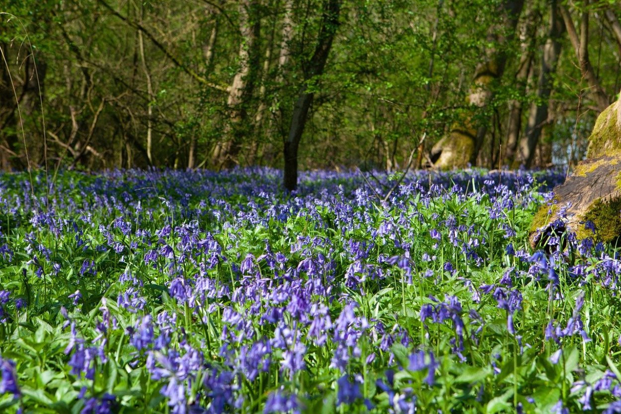 Колокольчики в лесу весной