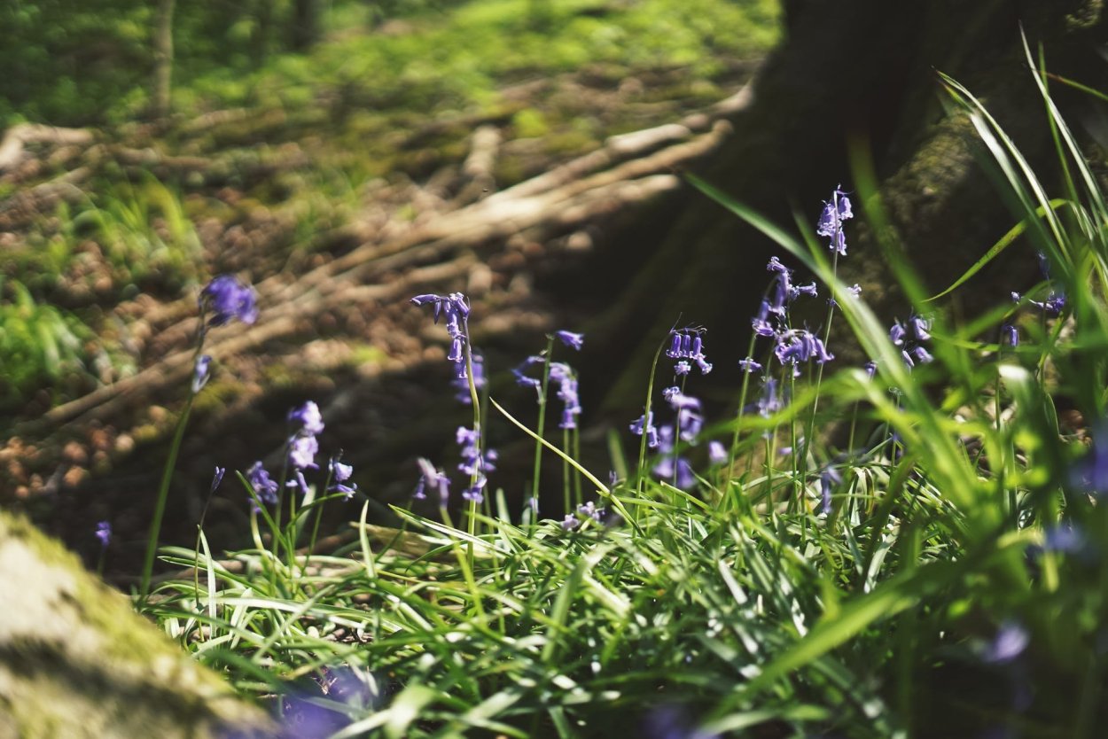 Колокольчик малиновый звон