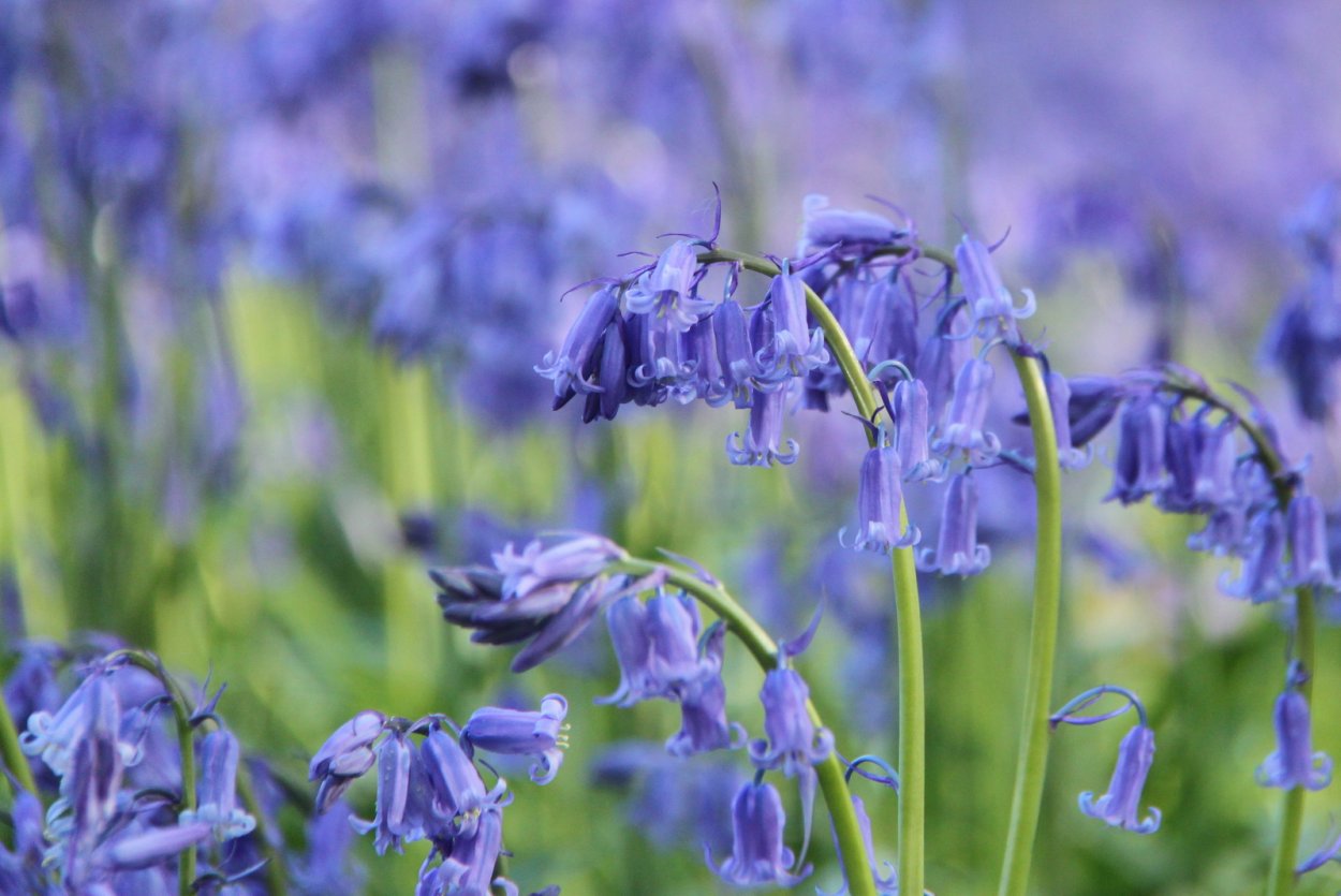 Горный цветок Зигальга