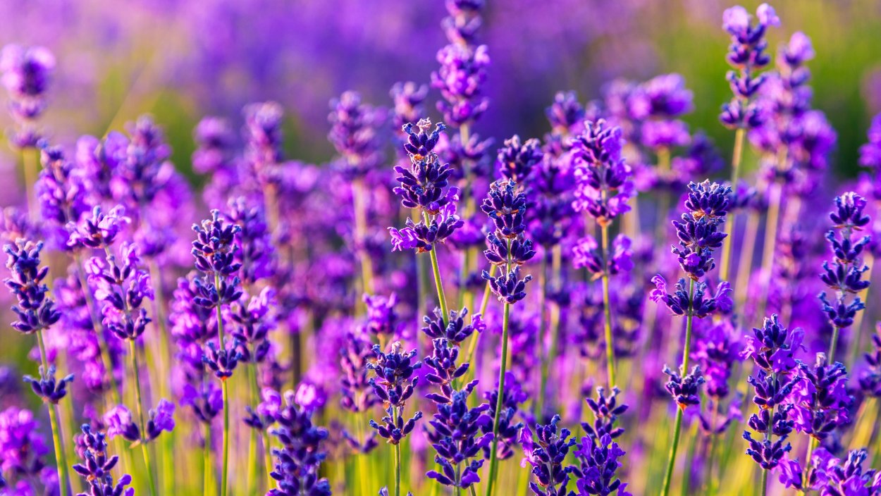 Лаванда (Lavandula)