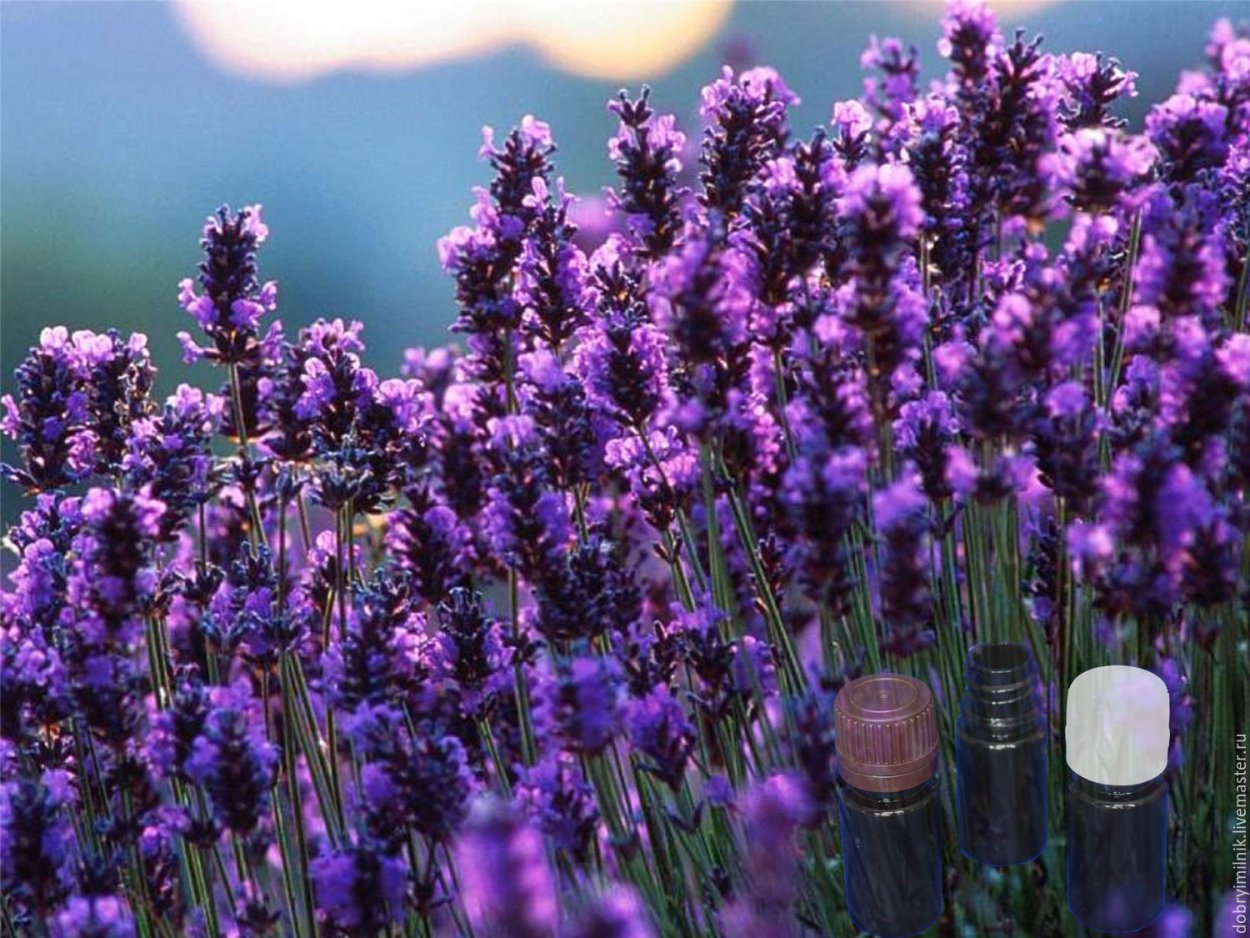 Иссоп и Лаванда