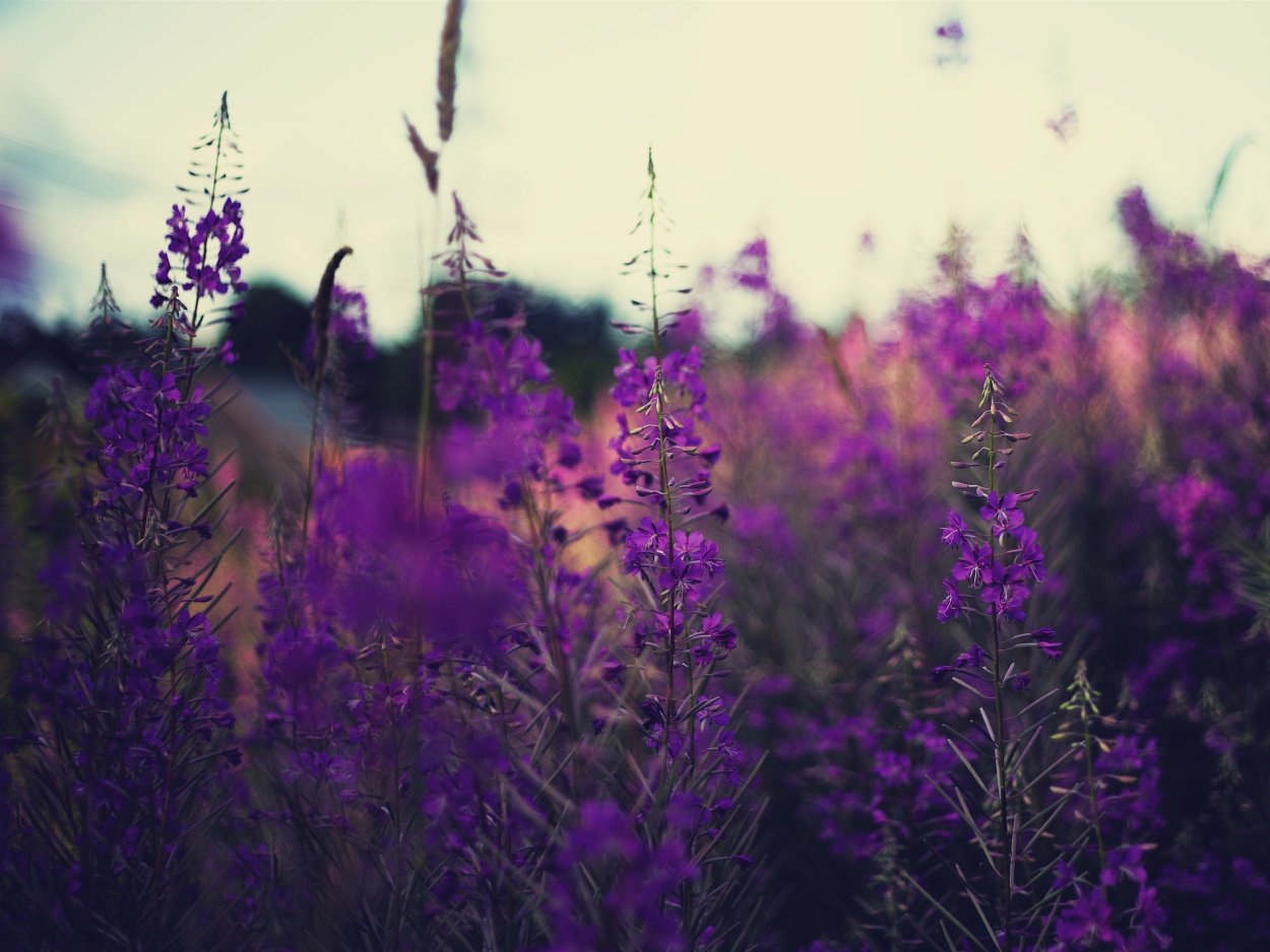 Яснотка войлочная