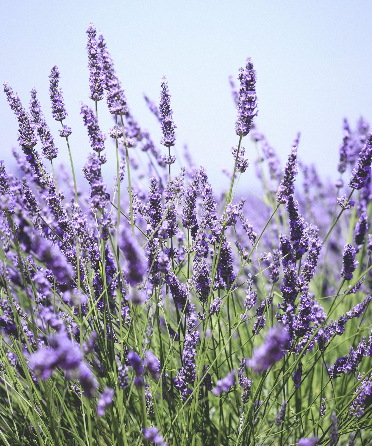 Лаванда Вереск Вербена