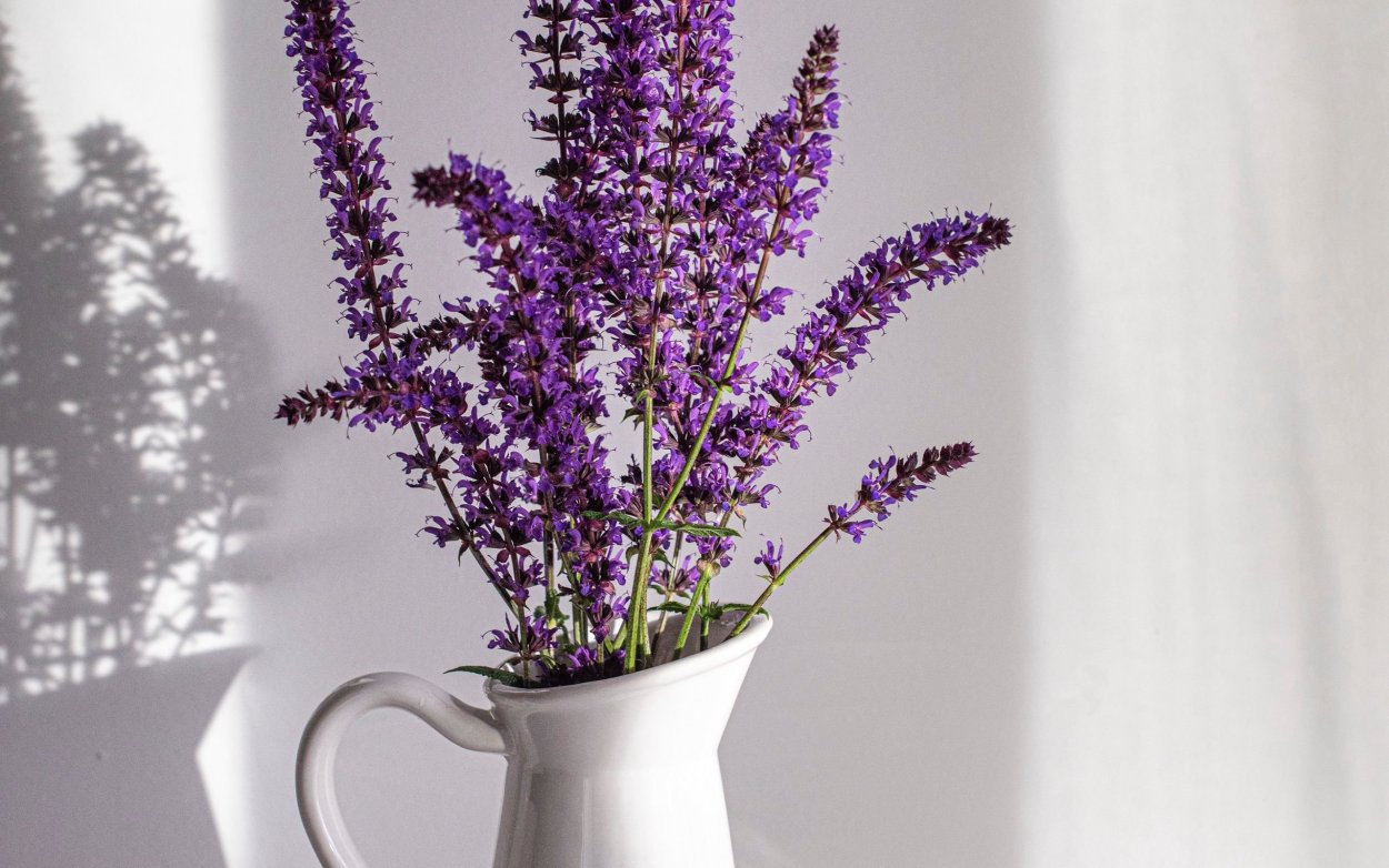 Лаванда цветок