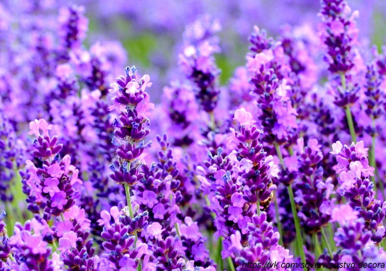 Шалфей Луговой