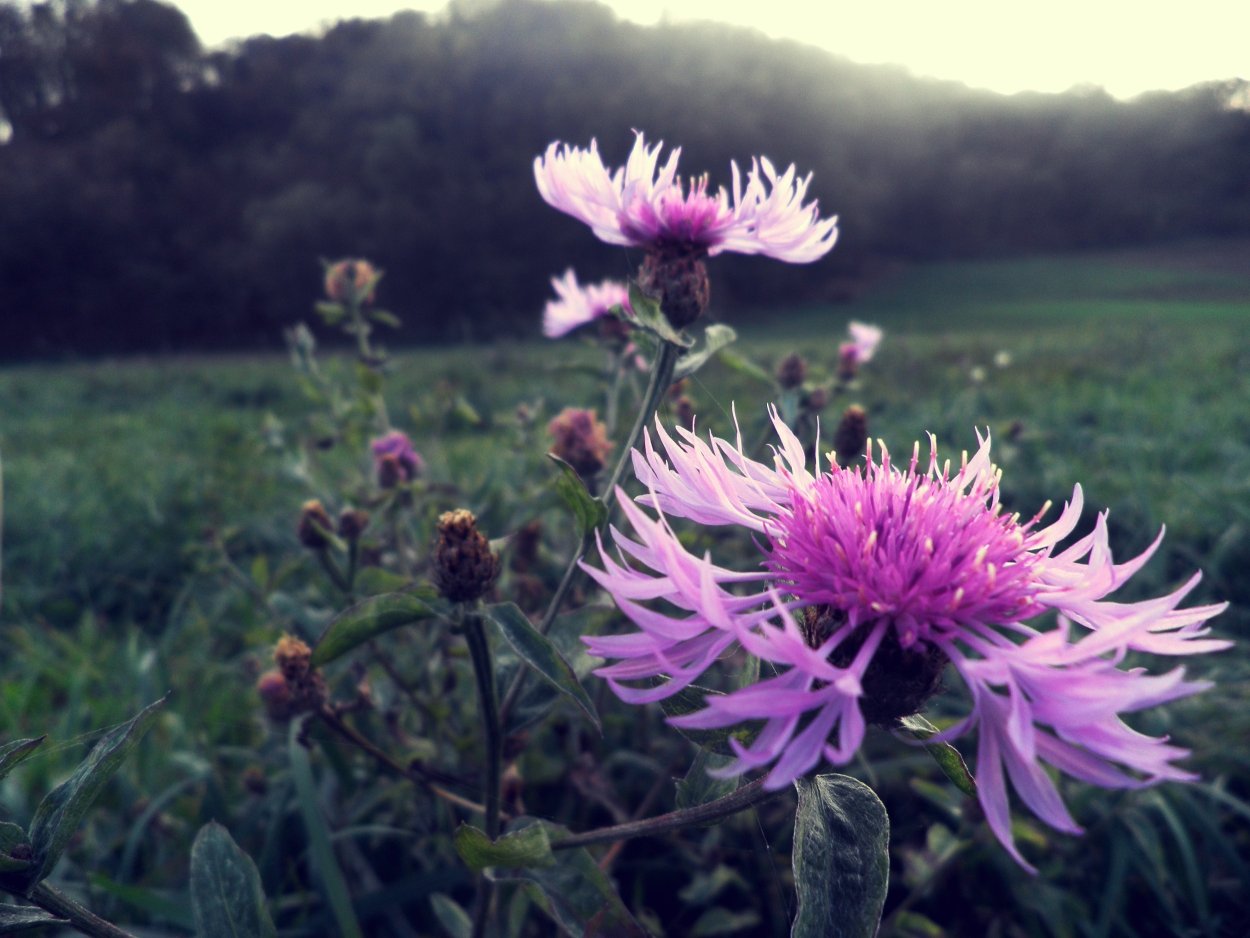 Иссоп лекарь