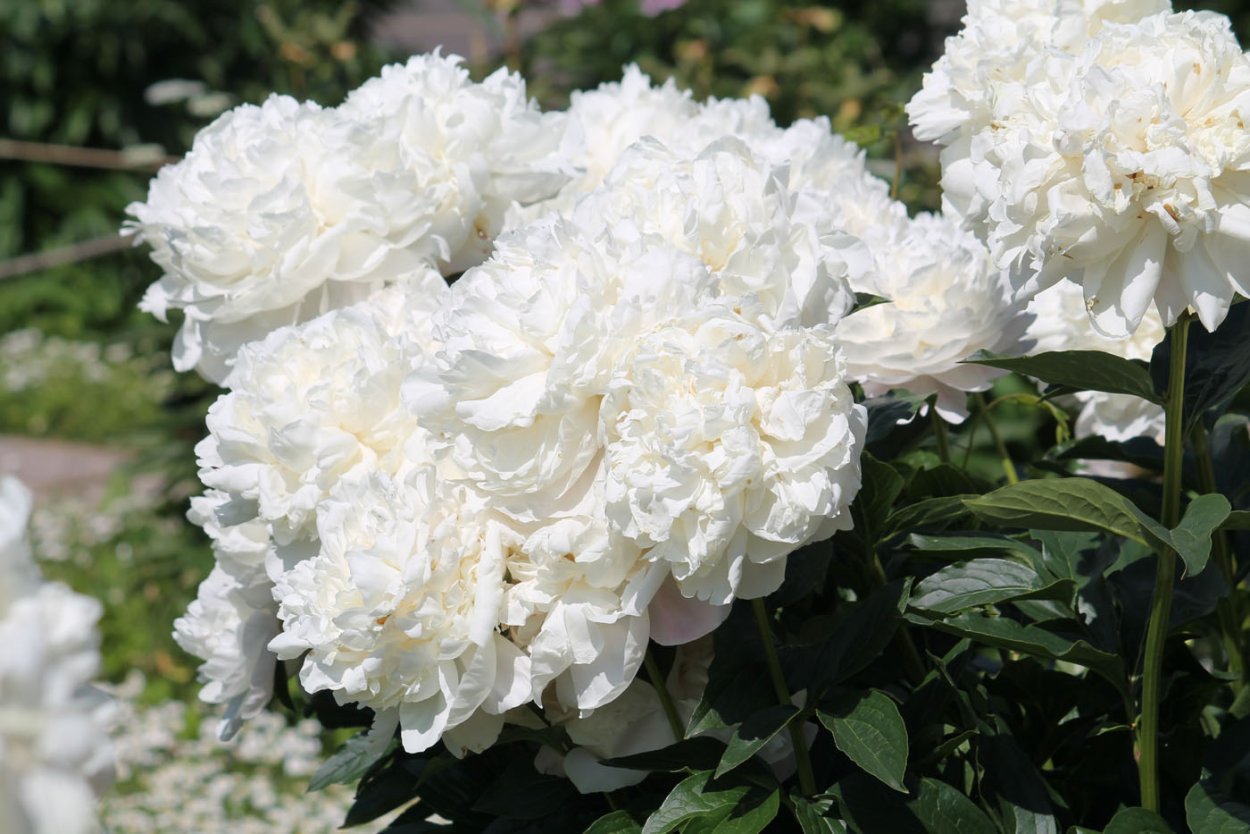 Пион везебол 90