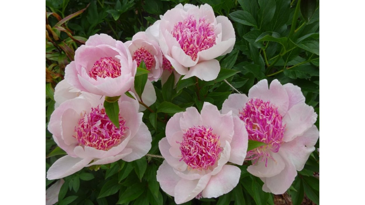 Пион Ду Телл