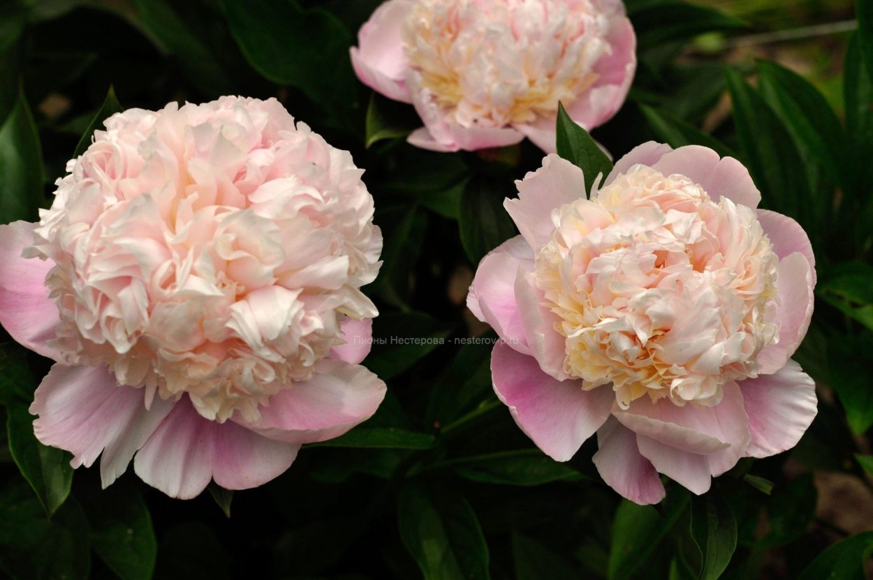 Пион вазейбол 90