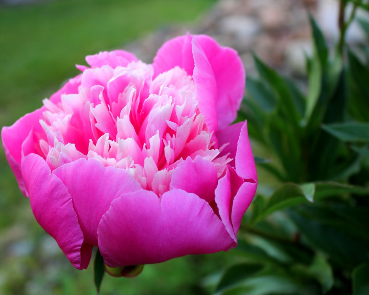 Пион афтерглоу