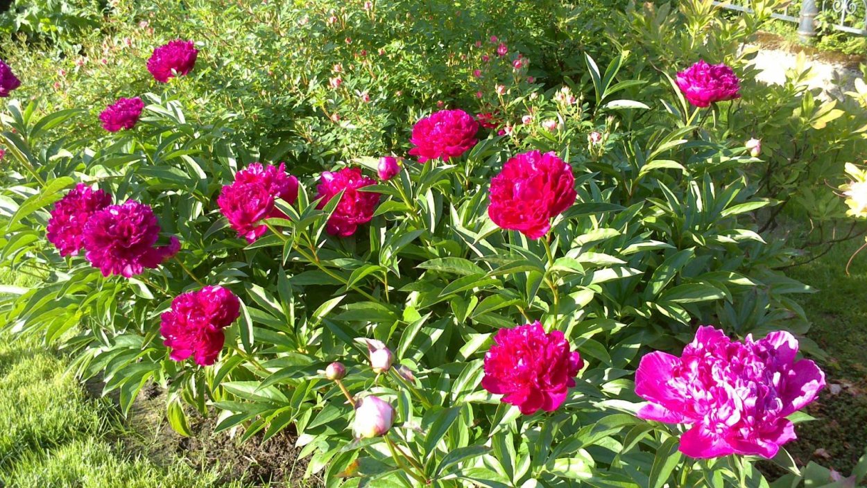 Пион Мадлен Тереза