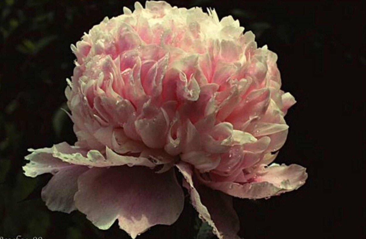 Пион Джин Ховард