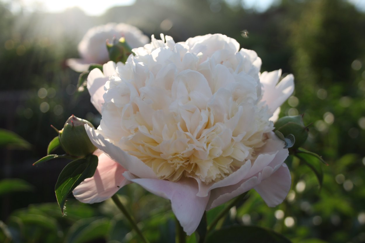 Пион Паффед коттон