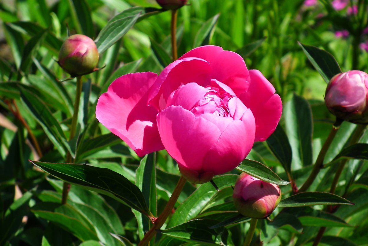 Пион Имакулее