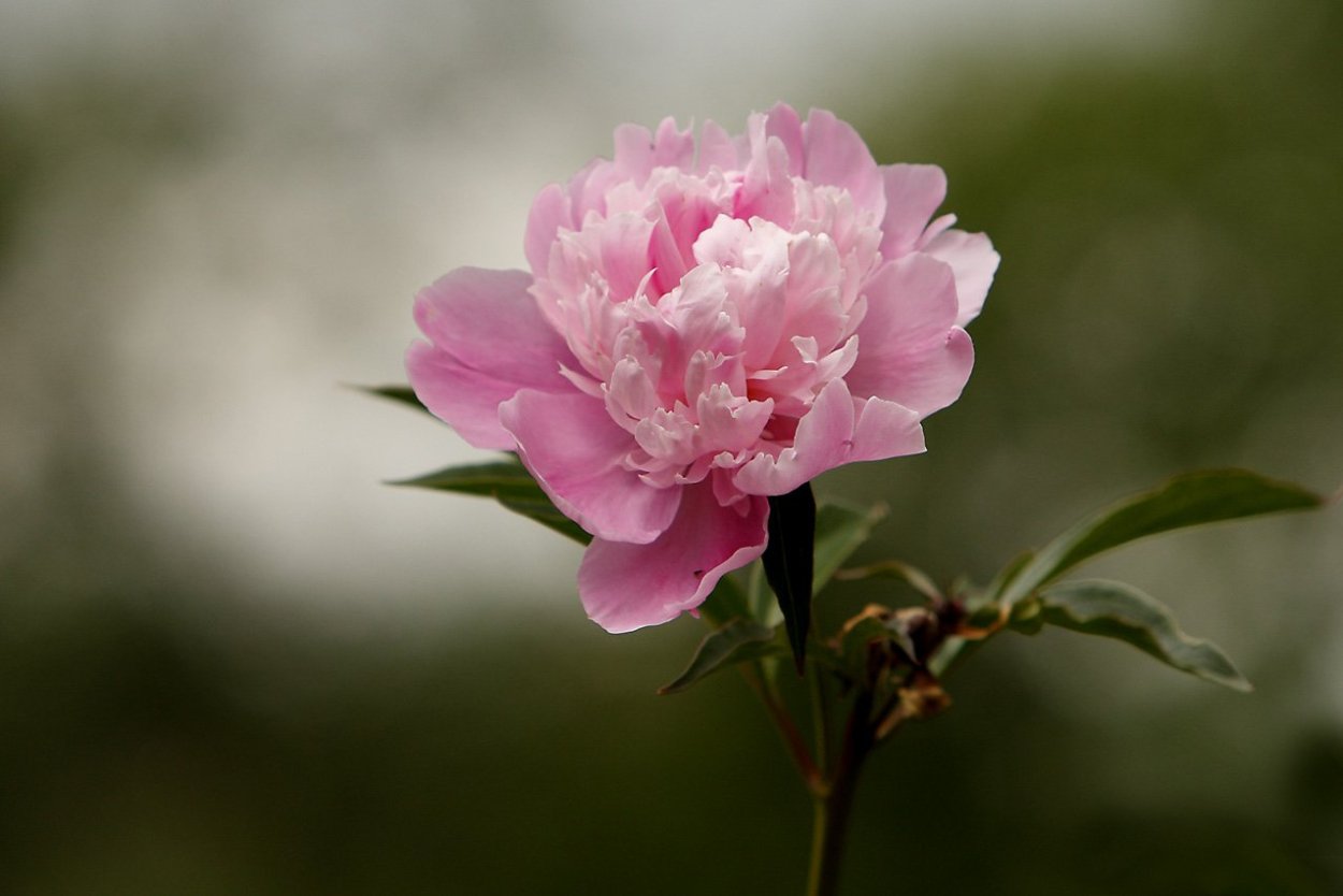 Пионы и Сакура