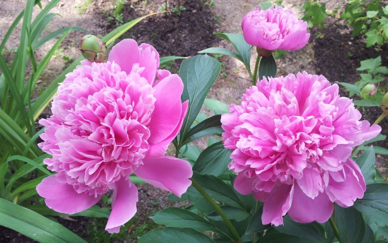 Пион Селебрейшн