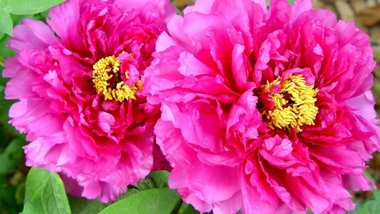 Пион Валькуре