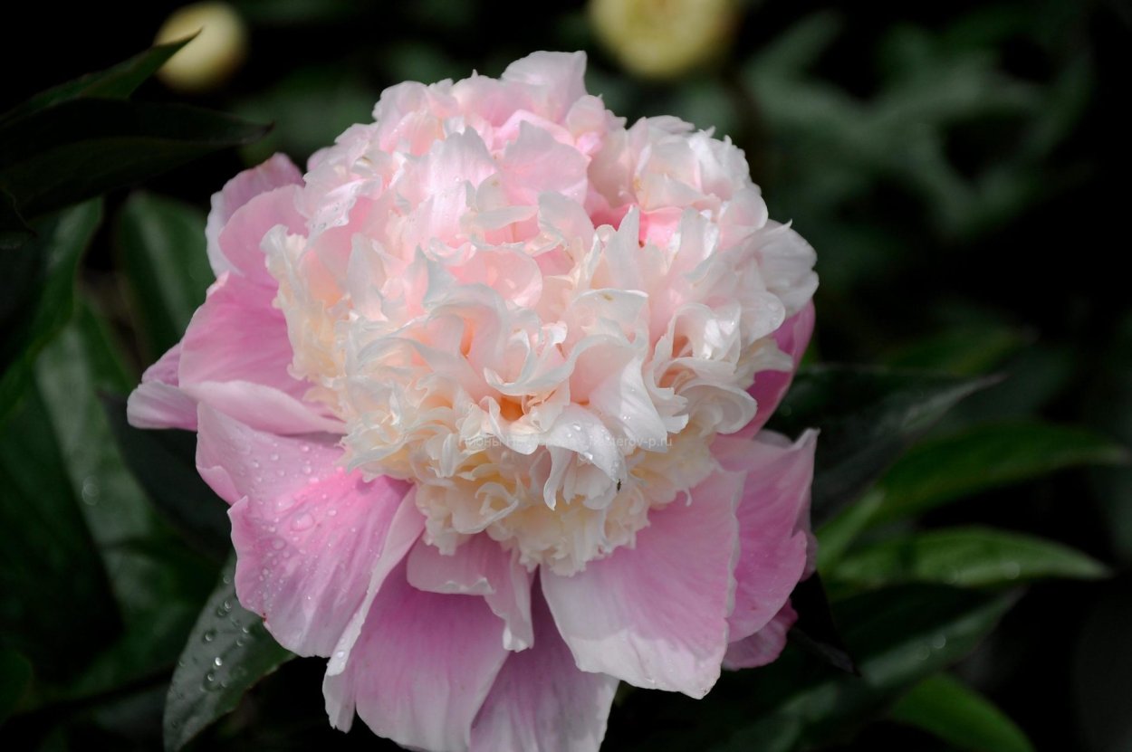 Пион вазейбол 90