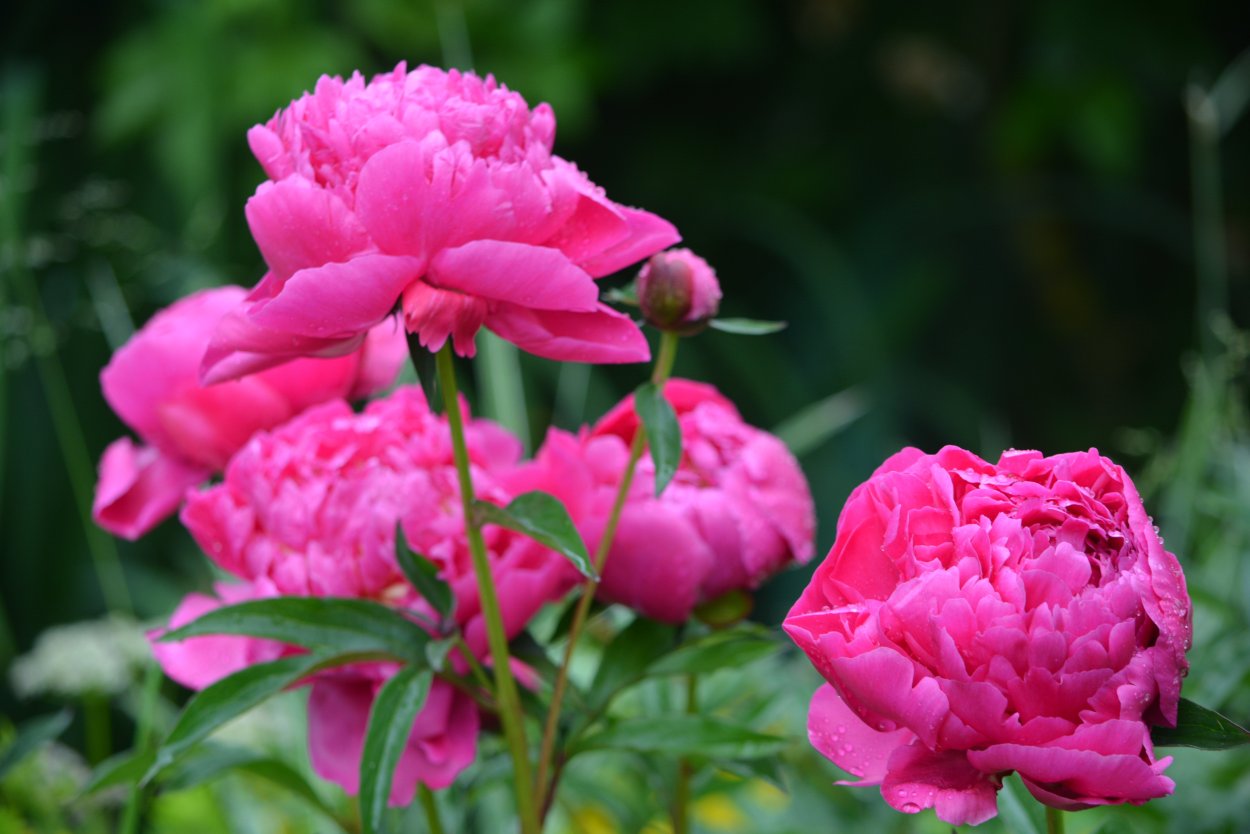 Пион Эльза фон Брабант