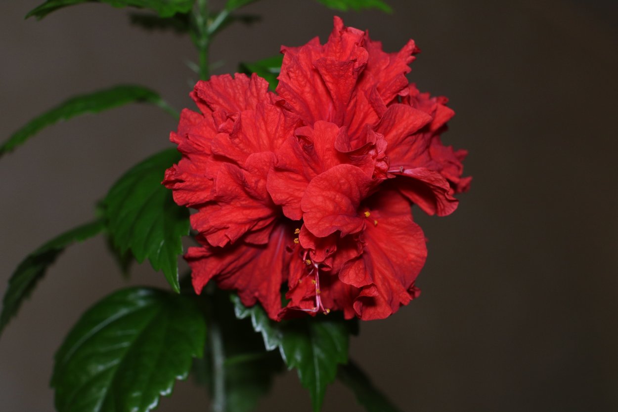 Гибискус махровый