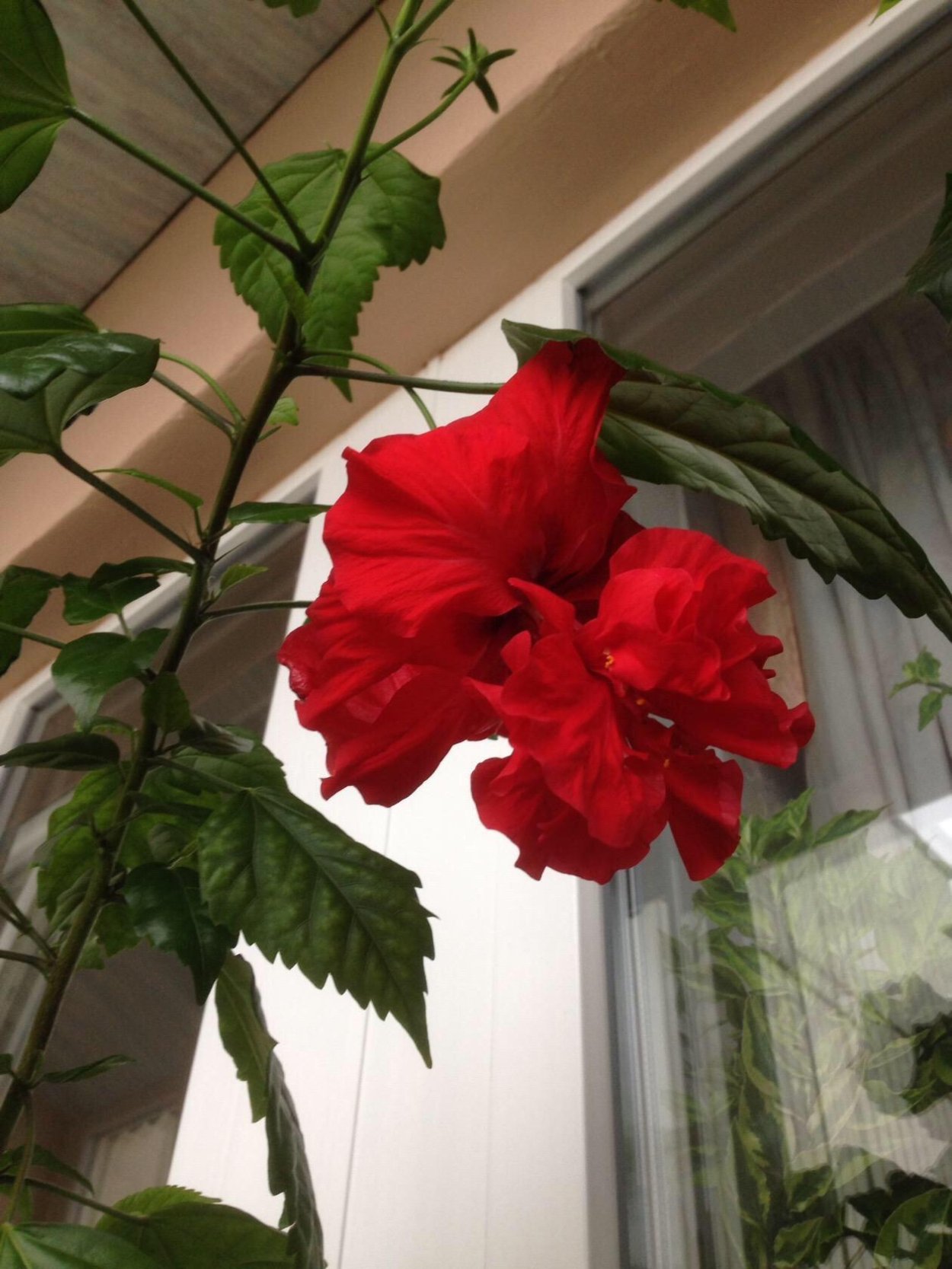 Гибискус китайский Розан