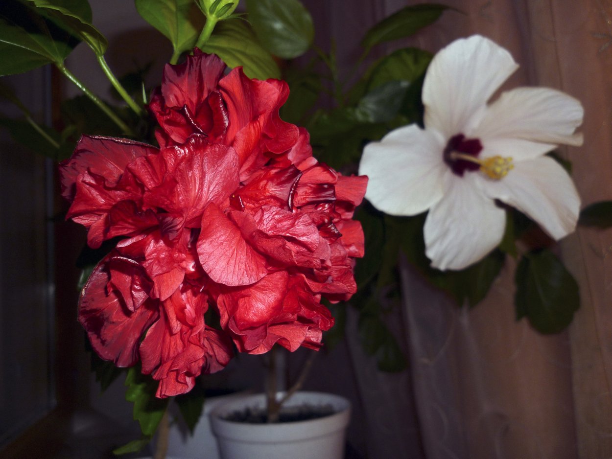 Гибискус красный махровый