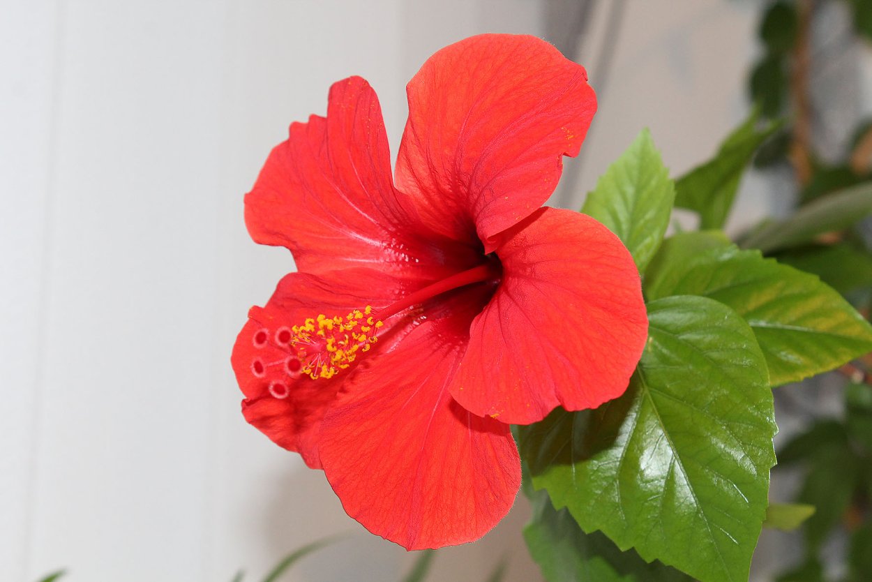 Гибискус махровый