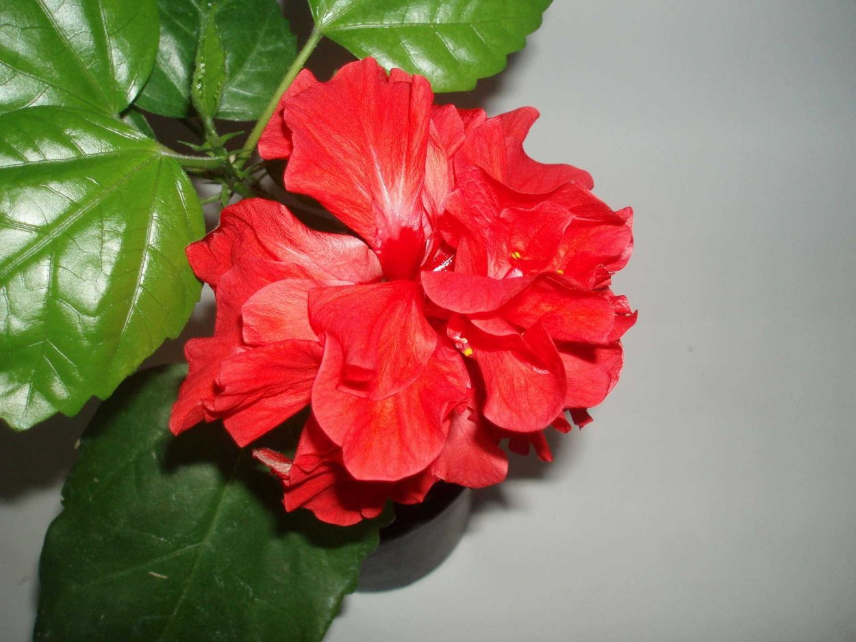 Махровая роза гибискус