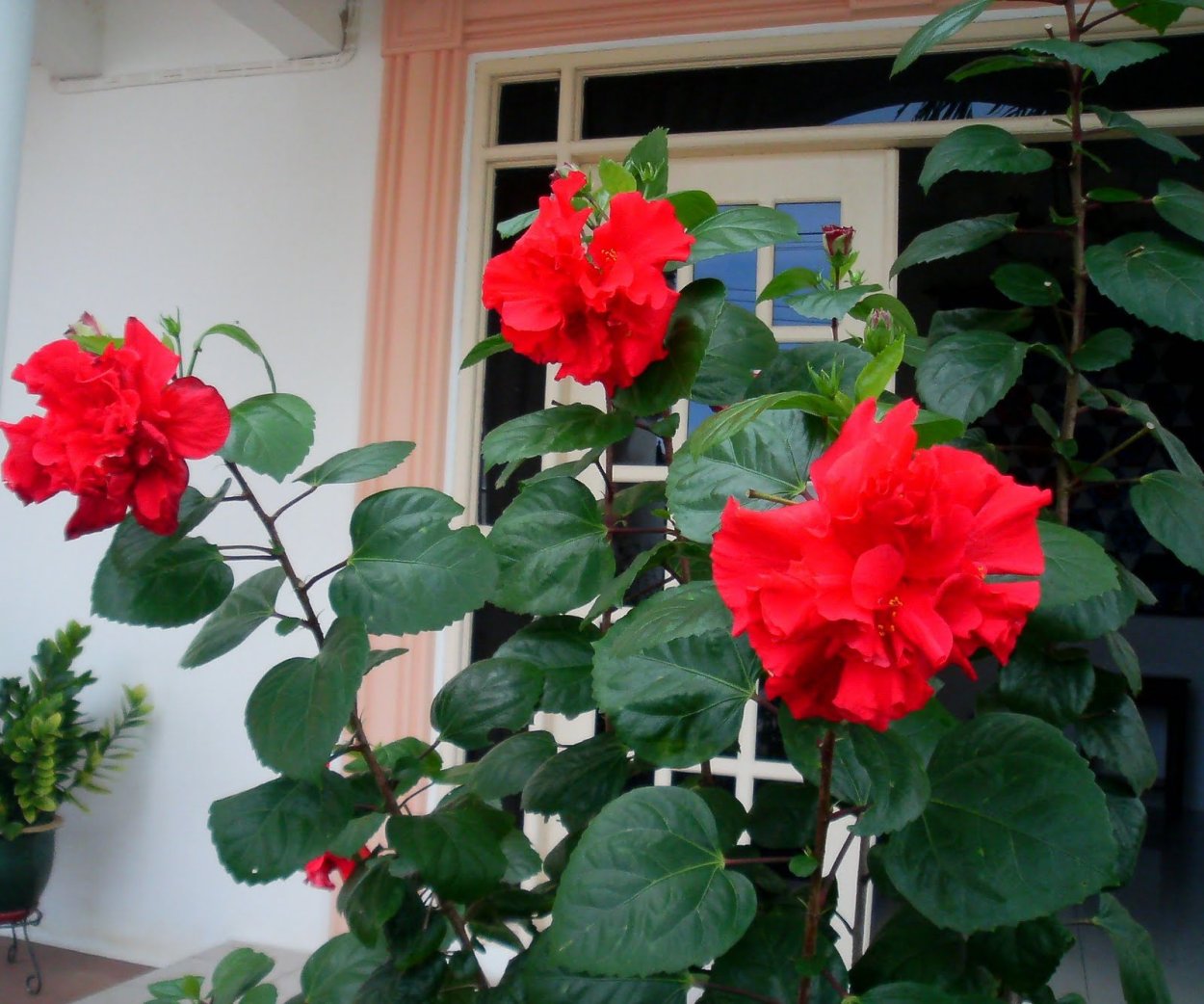 Double Red гибискус