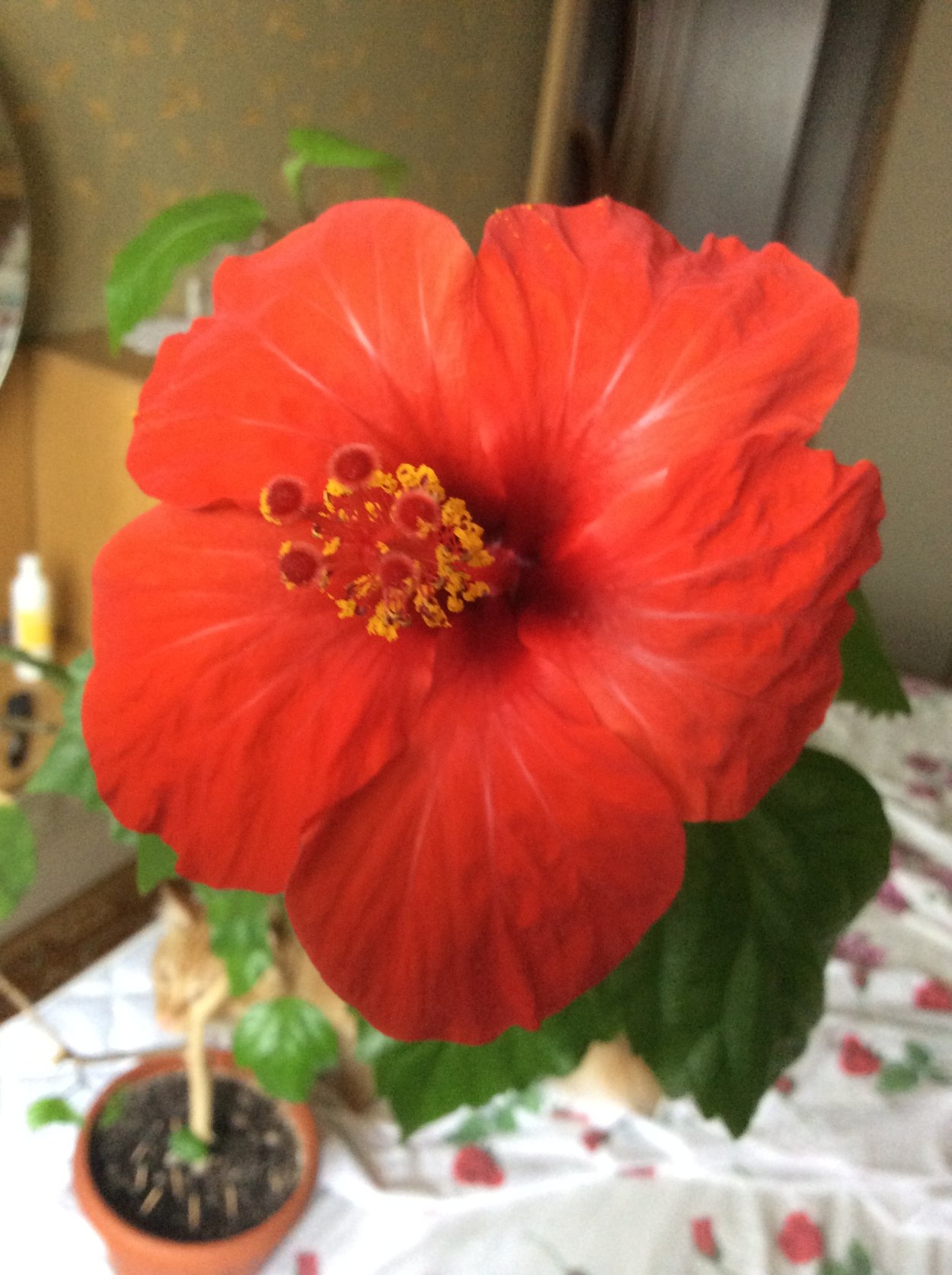 Гибискус чайная роза