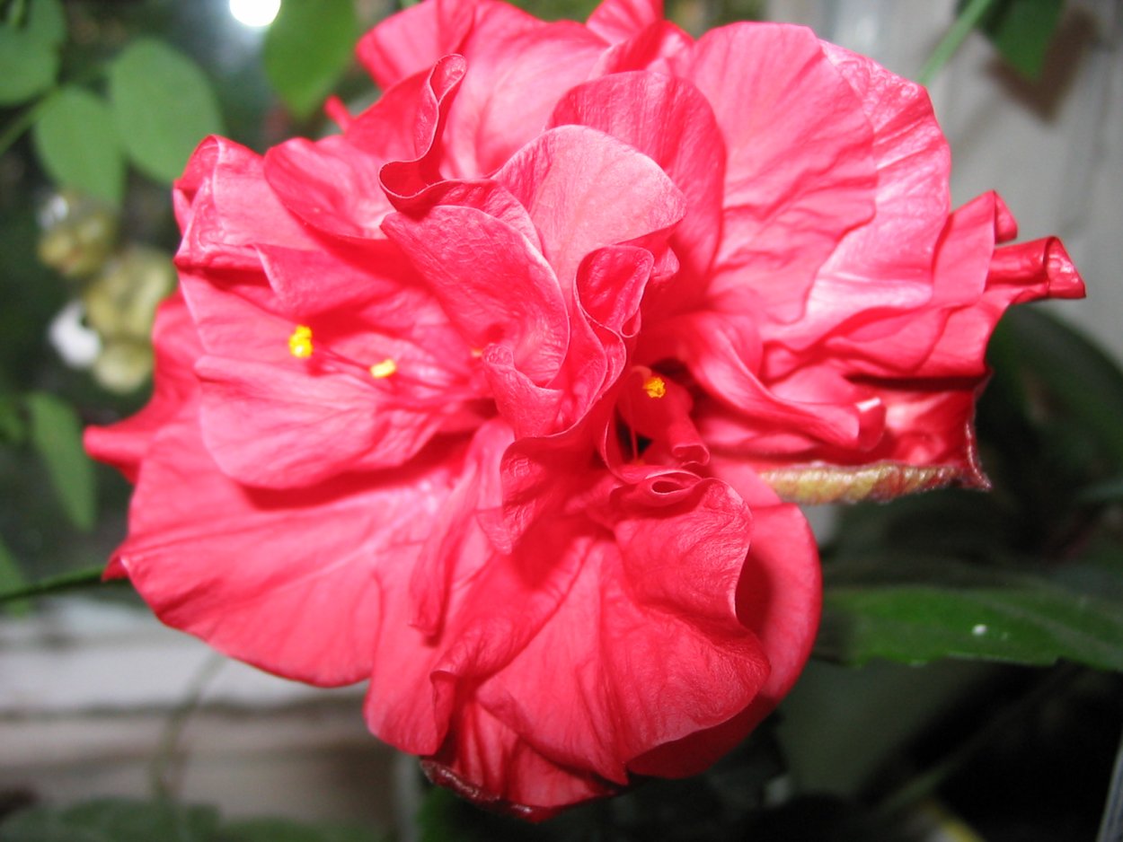 Гибискус ред махровый