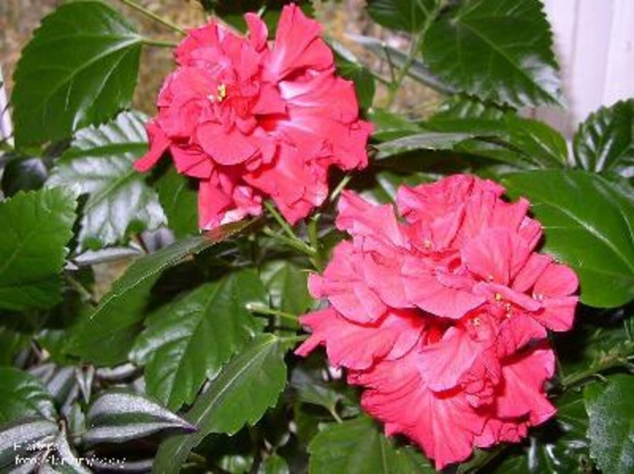 Гибискус цветок смерти