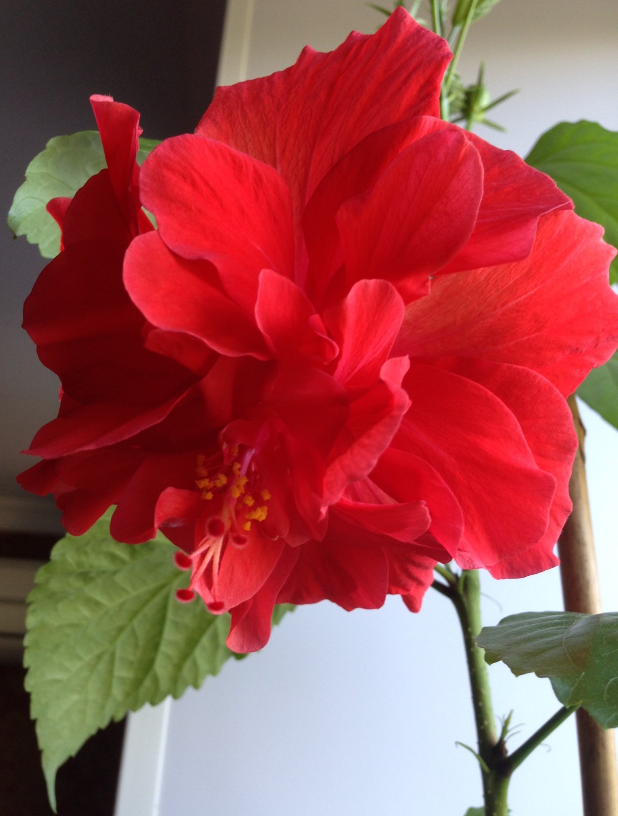 Гибискус красный махровый