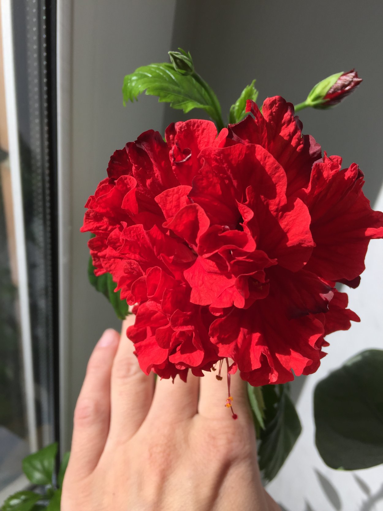 Гибискус махровый