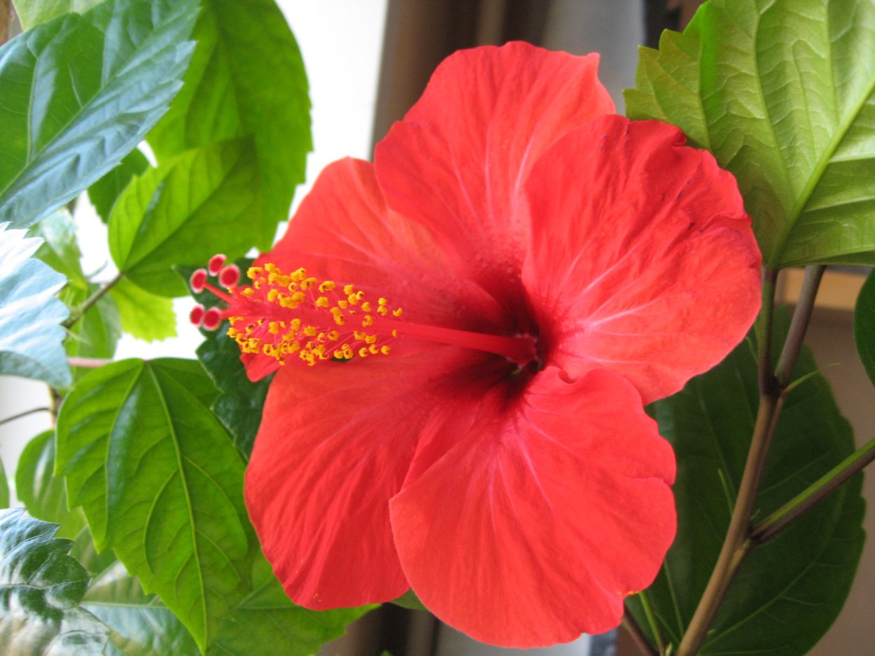 Гибискус китайская роза махровый